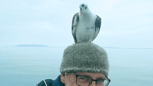 David with his unusual pigeon fascinator