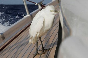 ARC 09, Bird aboard Asolare