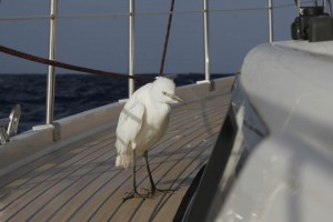 Egret