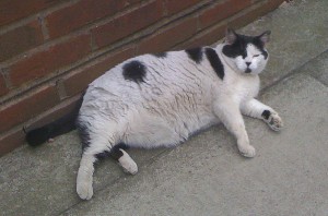 Fat Cat of Southwark