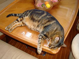 Fat Cat of the Caribbean