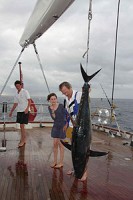 Yellowfin tuna