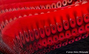 Puma Racing, first sail April 2011