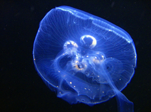 Moon jellyfish