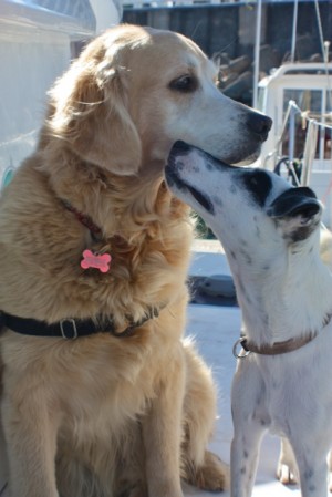 ARC dogs