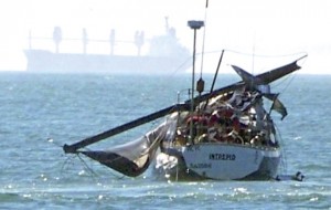 ca fl whale crash done 1