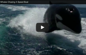 Orca whales video