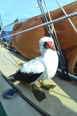A curious booby resting on deck