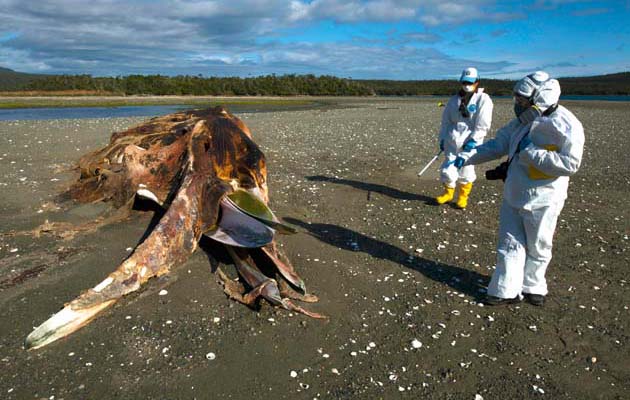 Ana and Alex take measures of yet another whale carcass of hundreds found in the Golfo Tres Montes region of Chilean Patagonia.
