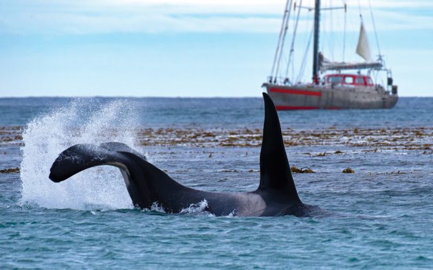 sailing-falklands-nature-photography-killer-whale-credit-rick-tomlinson
