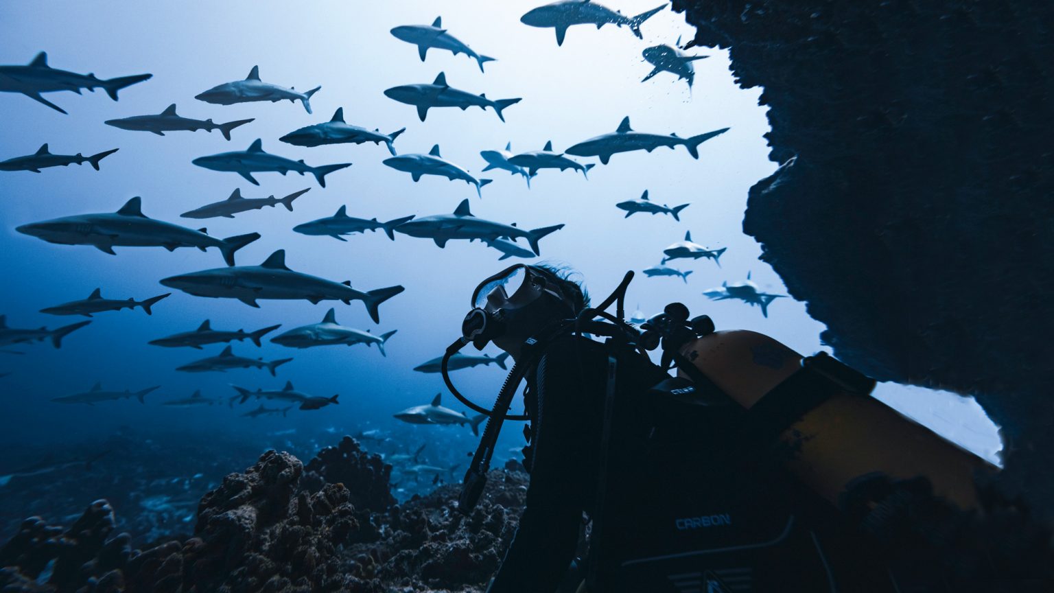 Into The Deep Diving With Sharks In French Polynesia B&B Yacht