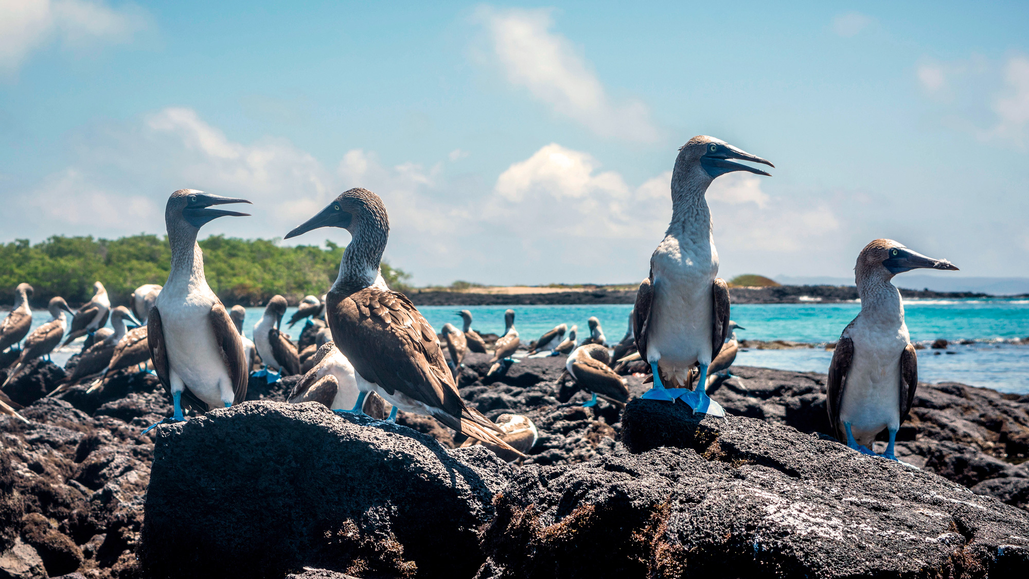 Sailing The Galapagos Islands Passage Nautical