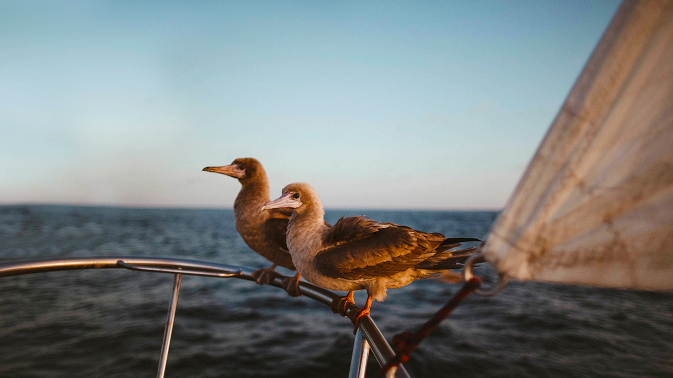 Sailing The Galapagos Islands Passage Nautical