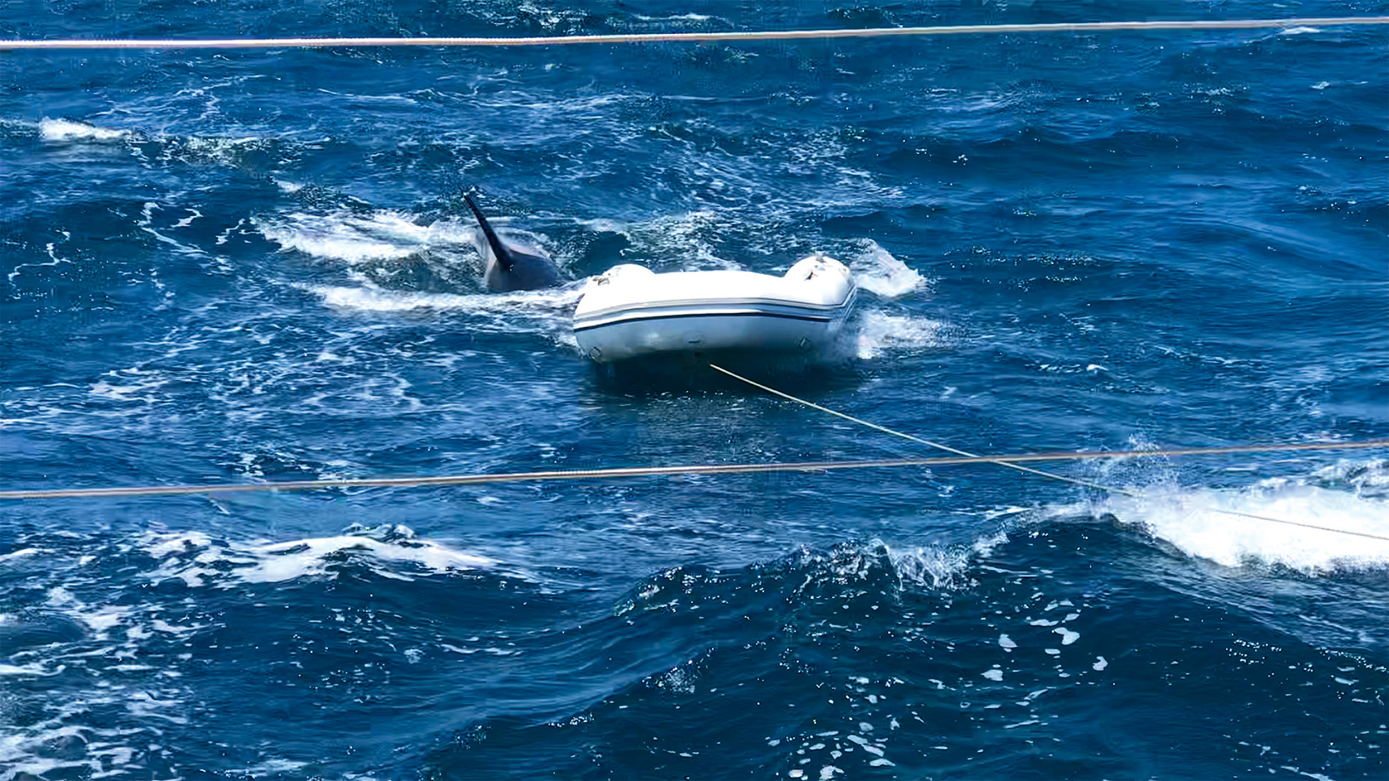 yachting world orca attacks