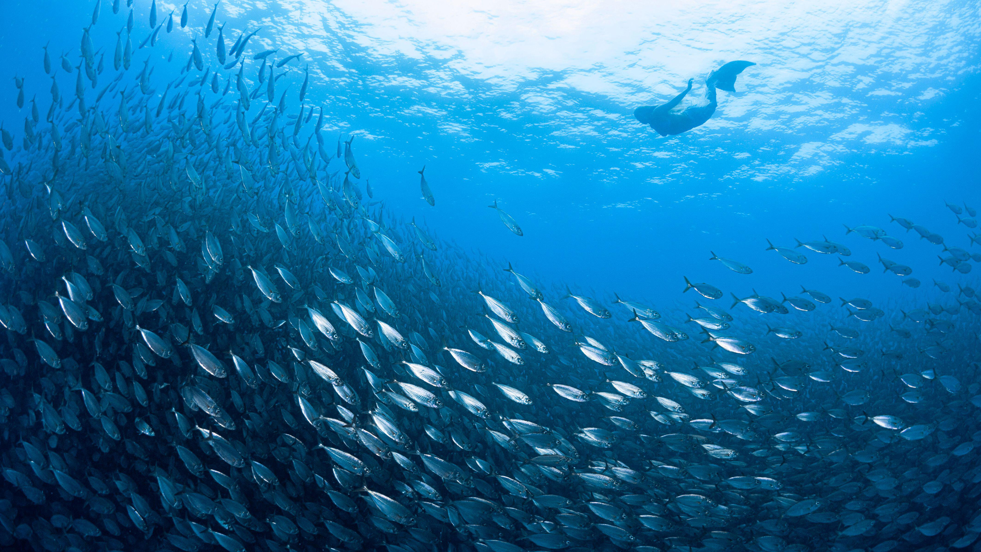 Below the surface: Why every sailor should learn to free dive and how to start