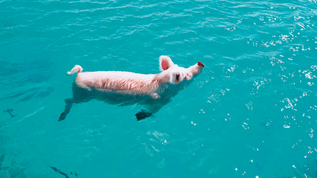 The famous swimming pigs at Pig Beach on Big Major Cay in Exuma