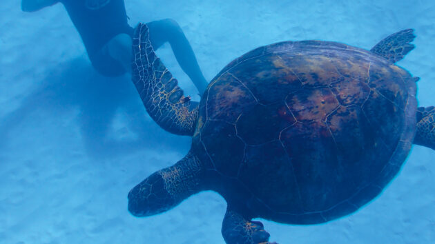 Snorkelling and diving in the crystal clear waters of Minerva Reef where the wildlife is abundant