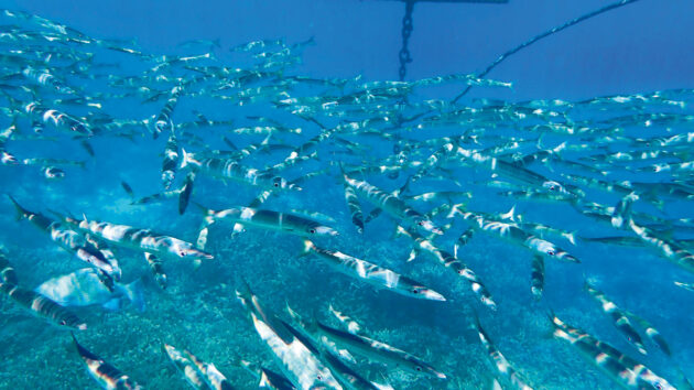 Beautiful marine life at Minerva Reef. 