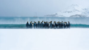 Emperor penguins in the foreground on ice with a yacht in the background on water