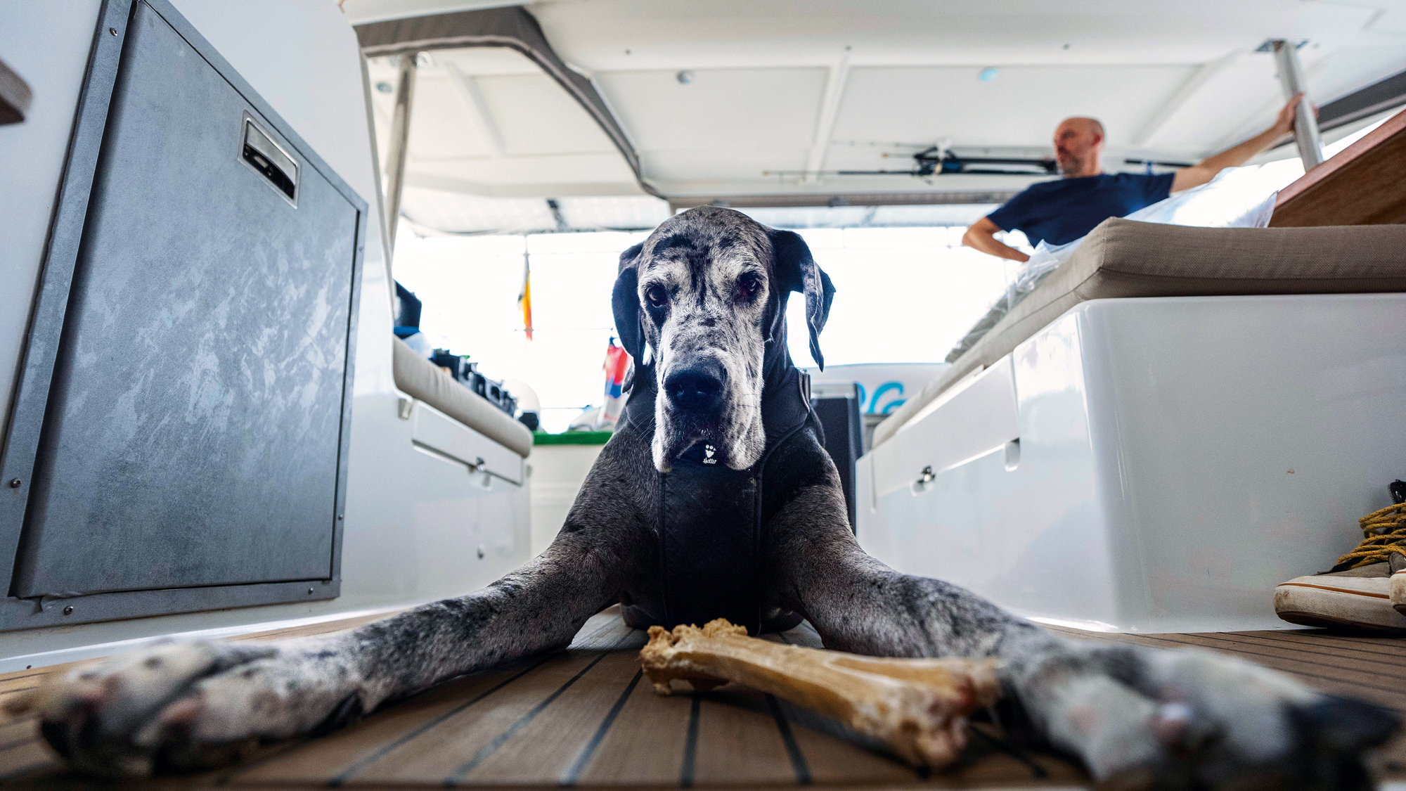 Cruising with pets: Your guide to sailing with your furry friend