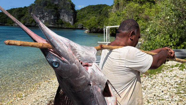 one yacht caught a huge marlin and gave it to the village in Fulaga;