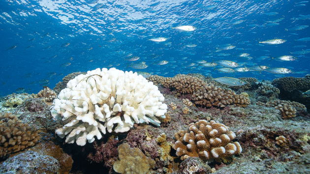 bleached coral in French Polynesia as a result of sea temperature rises