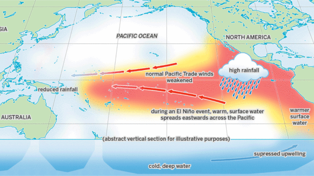 During an El Niño event warm water spreads east across the Pacific, shifting winds, rain and weather worldwide