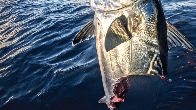 Shark got to tuna catch first