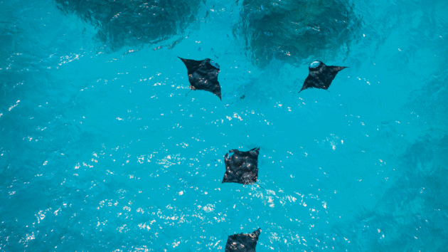 manta rays at Kelaa Atoll in the Maldives