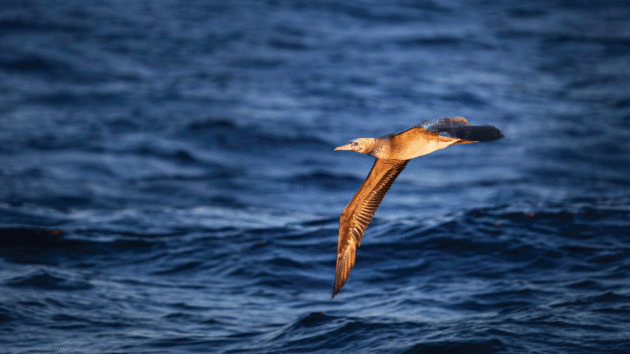 booby in flight at sunset