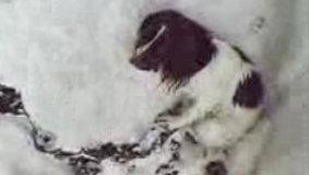 Spaniel rescued by the RNLI