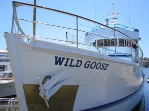 wild goose