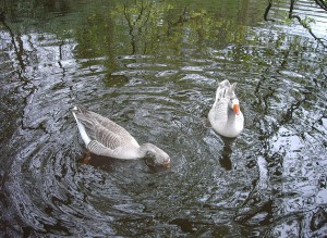 geese