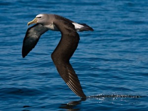 Albatross