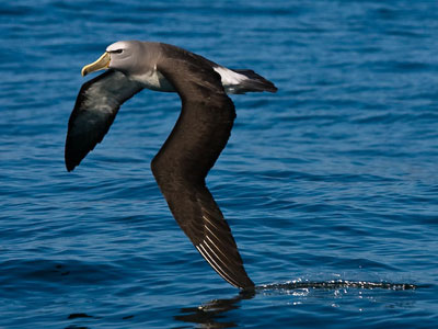 Albatross