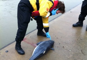 porpoise