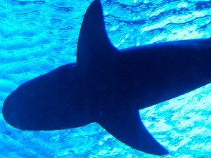 Shark