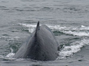 humpback whale