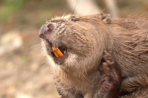 Beaver kills man