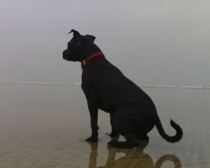 Dog on beach