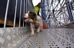 Rescue Dog