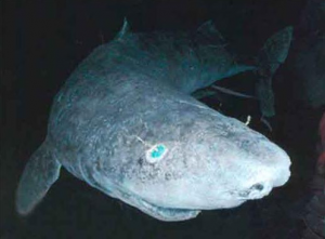 Greenland shark