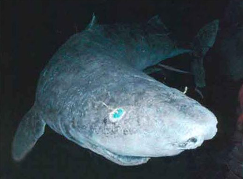 Greenland shark