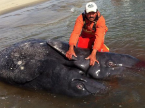Conjoined whales