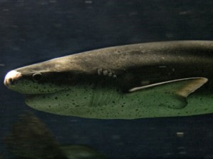 sevengill shark