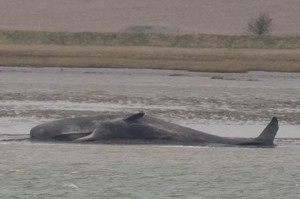 Sperm whale