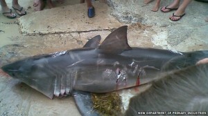 Great white shark killed
