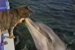 Cat and dolphin video