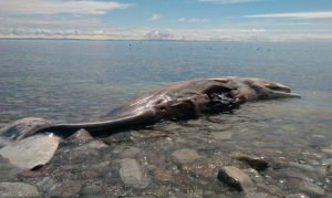 Sperm whale