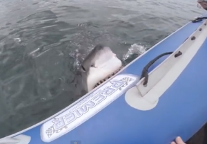 Great white shark